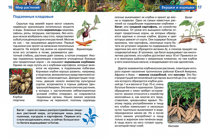 Мир растений книга. Энциклопедия мир растений. Мир растений Росмэн. Книга 'мир растений' Росмэн. Книги детская энциклопедия Росмэн мир растений.