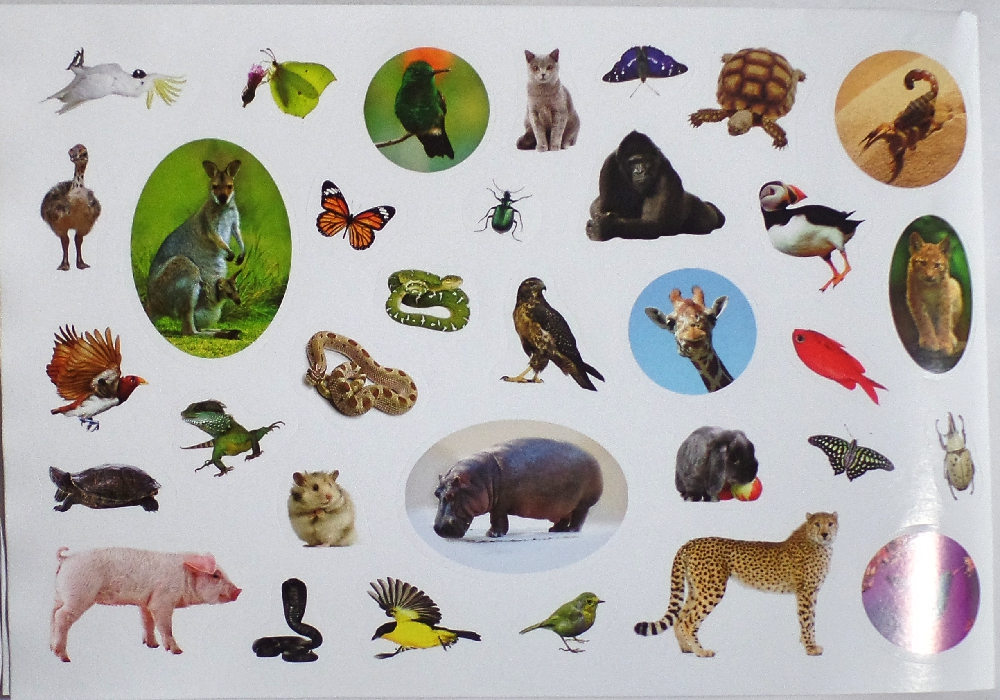 Animals h. Наклейки с животными. Наклейка. Дикие животные. 400 Наклеек. Животные. Альбом наклейки животных Африки.