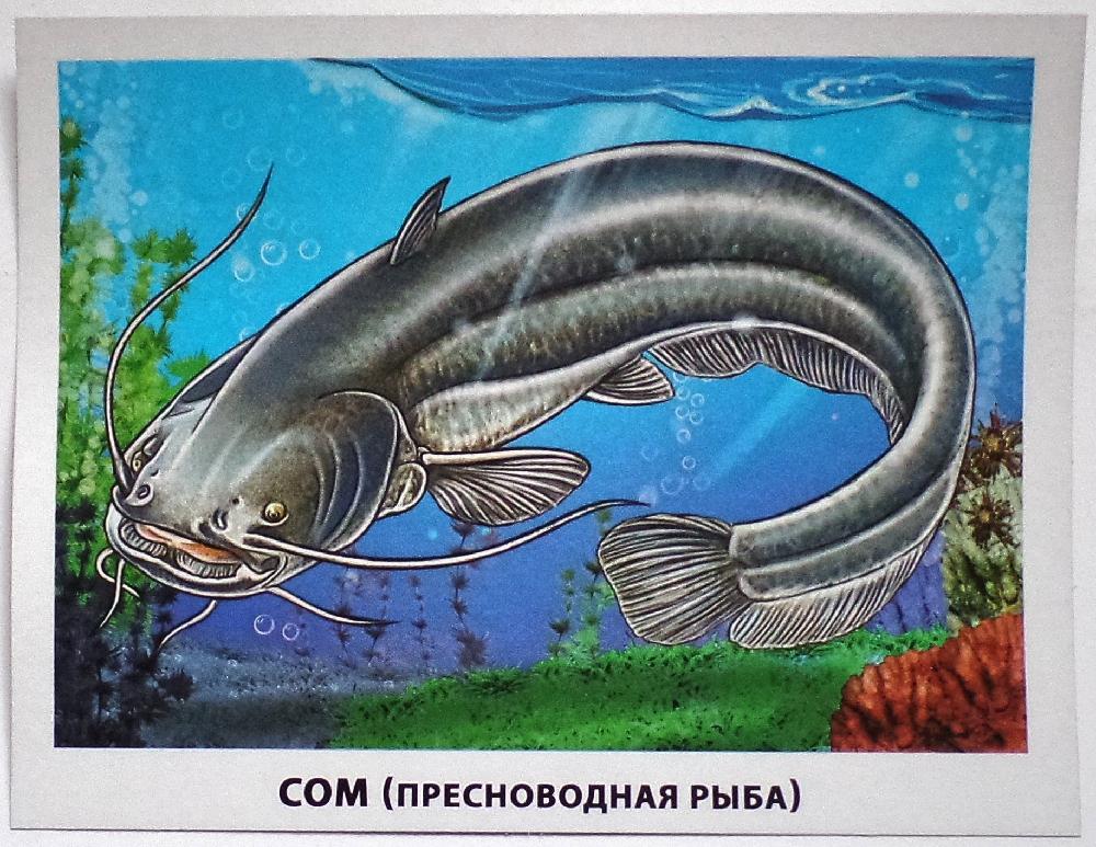 Картинка речные рыбы для детей. Карточки рыбы морские и Пресноводные. Пресноводные рыбы для детей дошкольного возраста. Речные рыбки для дошкольников. Обучающие карточки рыбы морские и Пресноводные.