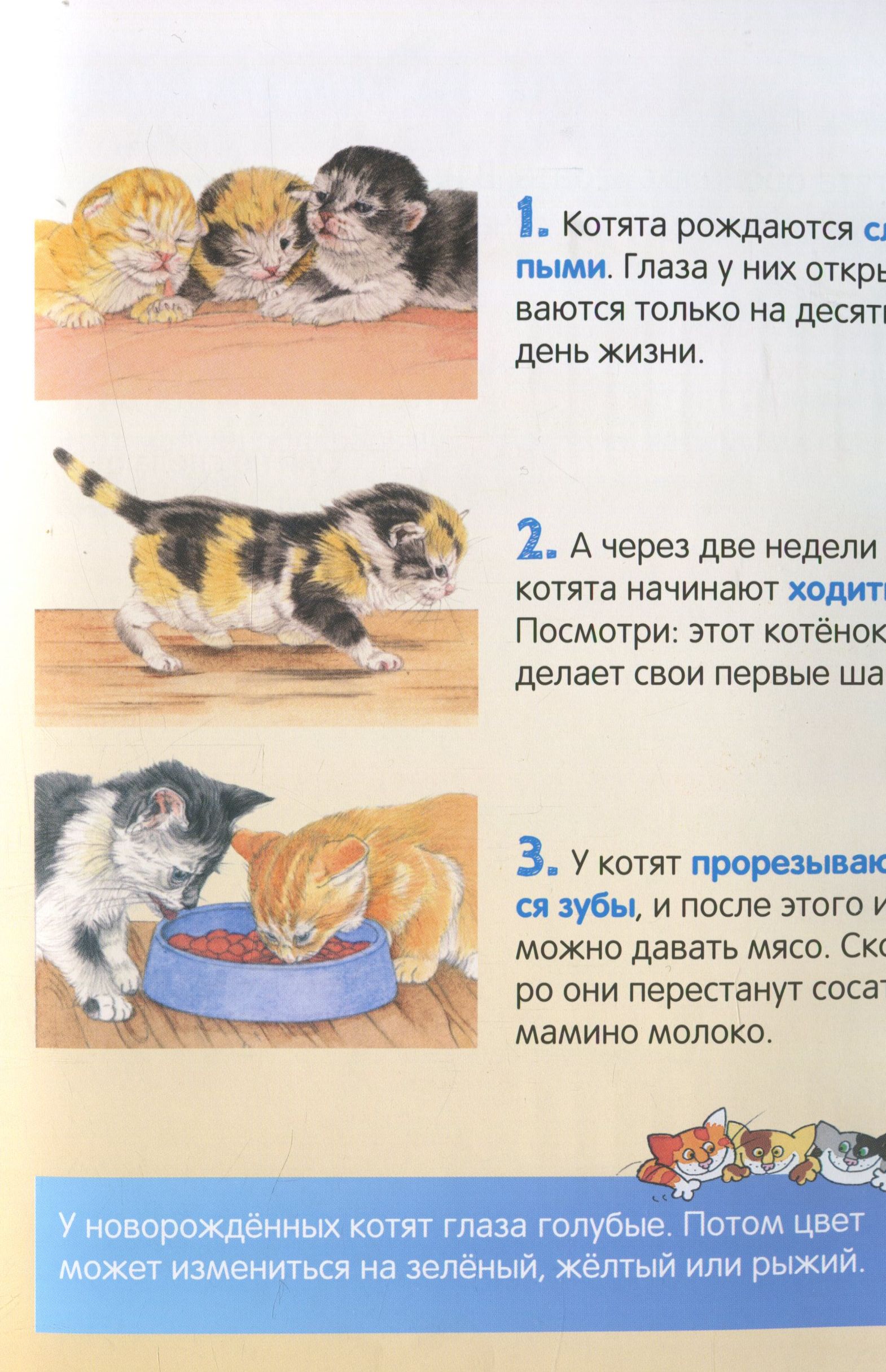 Этапы развития кошки