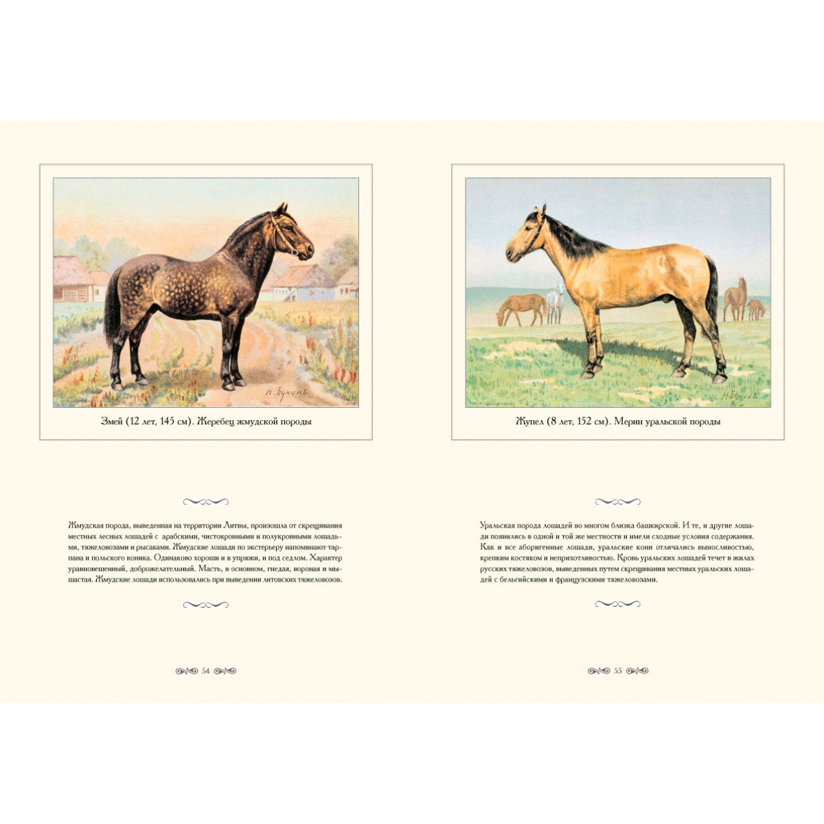 Альбом лошадки. Альбом породы лошадей. Местные породы лошадей в открытках. Буклет породы лошадей. Подарочный альбом о лошадях.