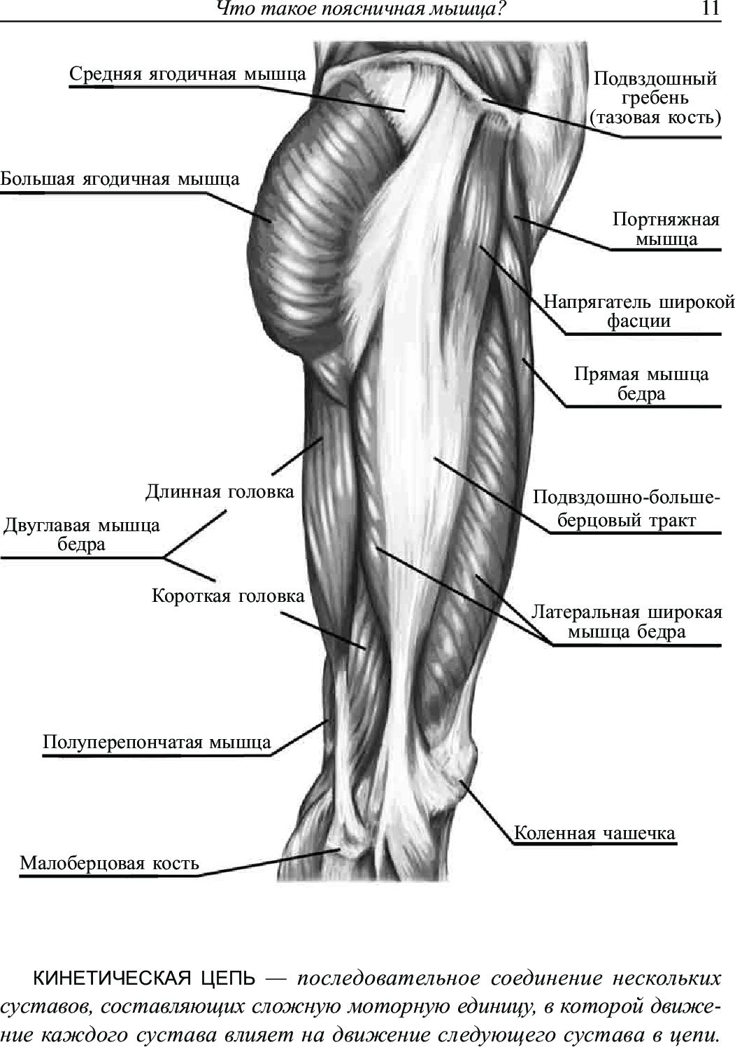 Ягодичные мышцы пояснично подвздошные