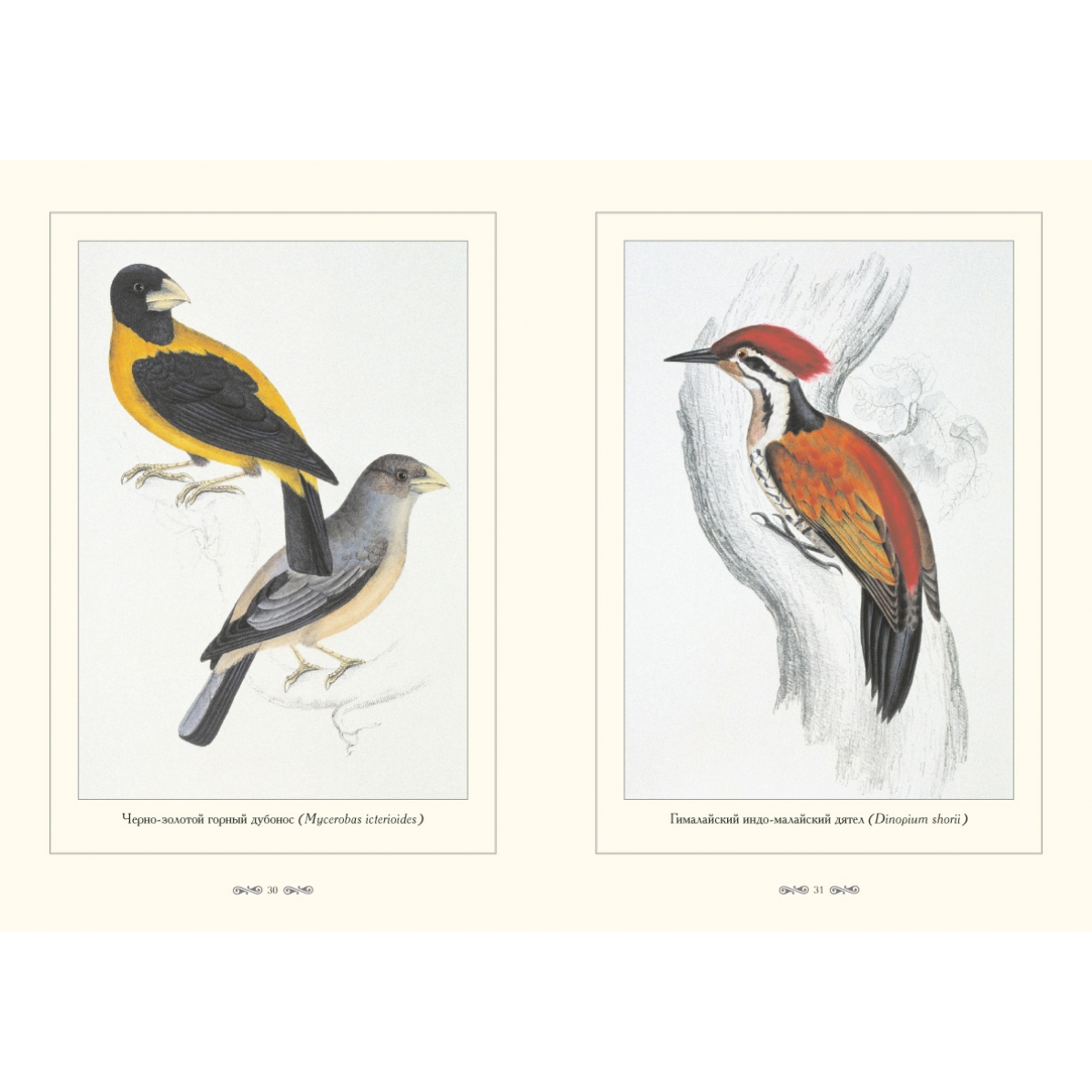 Птицы гималаев. Птицы Африки Джон Гульд. Птицы которые живут в Гималаях. Картинки птицы Гималаи для детей.