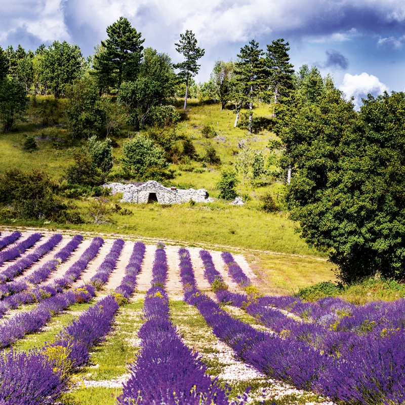 Мир прованса. Sault France.