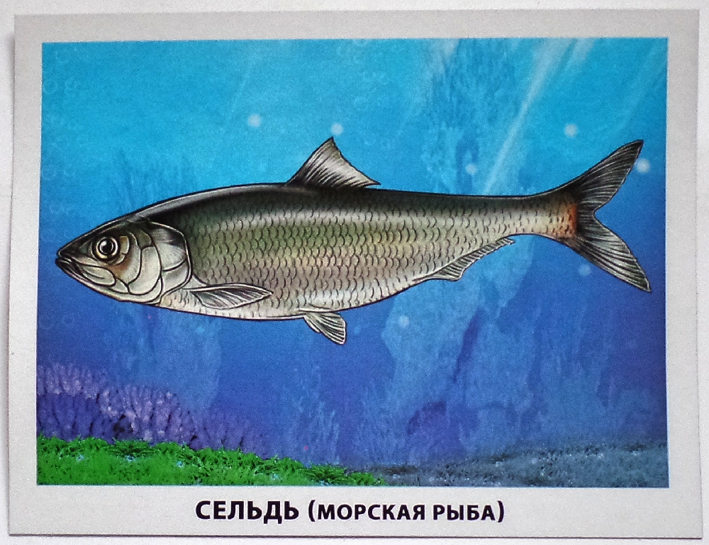Фото рыбы с названиями для детей