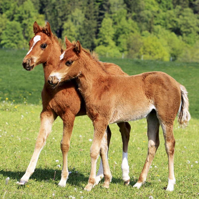 Лошадь земли. Земная лошадь. Terra Equus (край лошадей). Коротконогая лошадь co. Лошадь с коарнд.