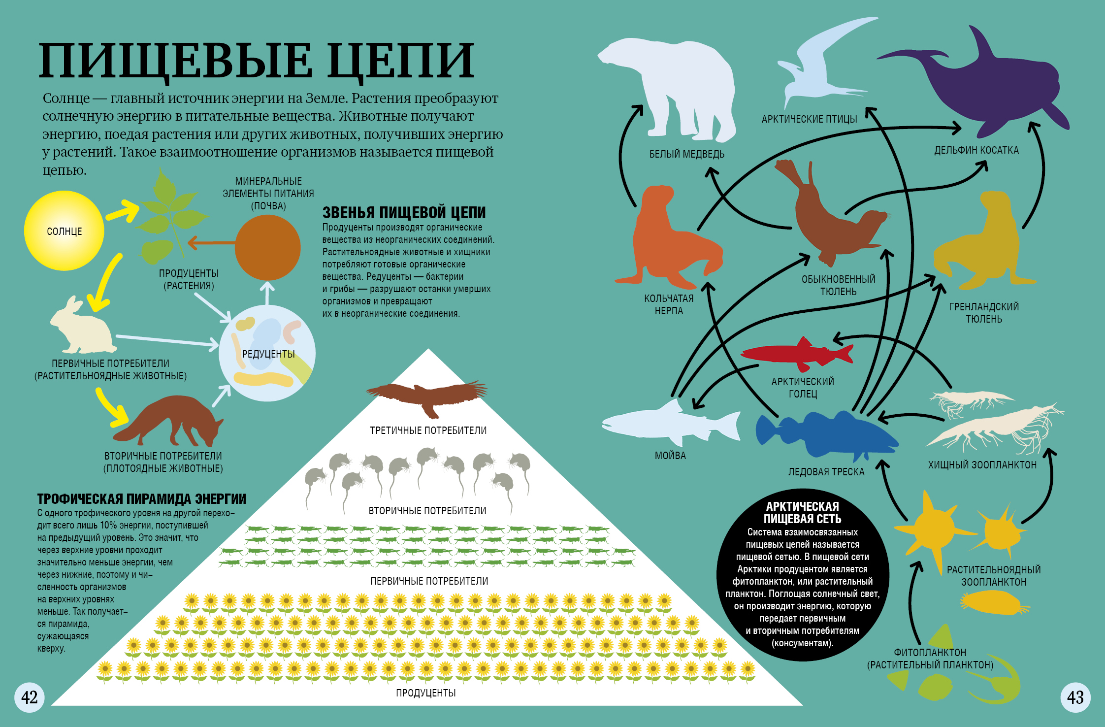 Человек вершина пищевой Цепочки