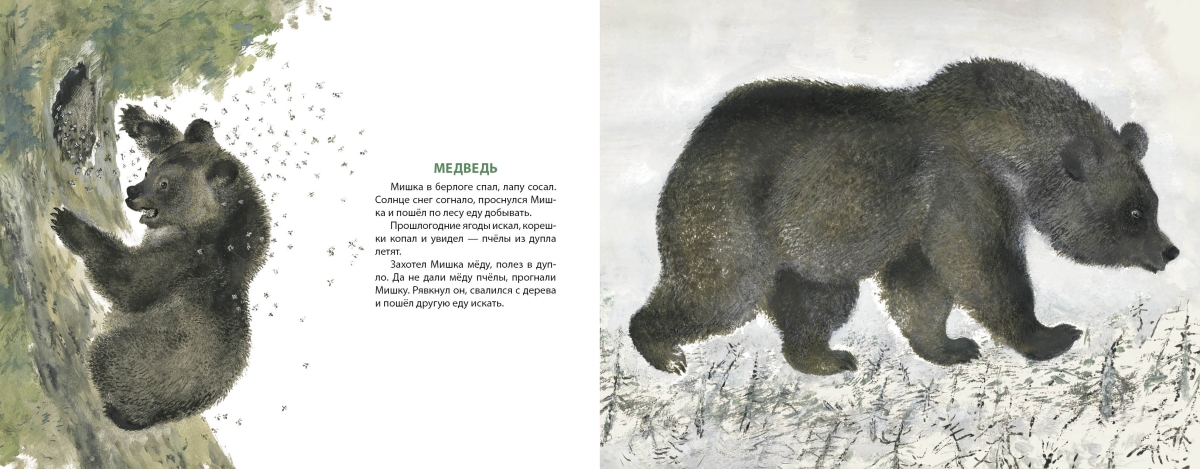 Дай лапу друг медведь. Е Чарушин медвежата. Иллюстрации к рассказу Чарушина медведь. Чарушин рассказы о животных иллюстрации.