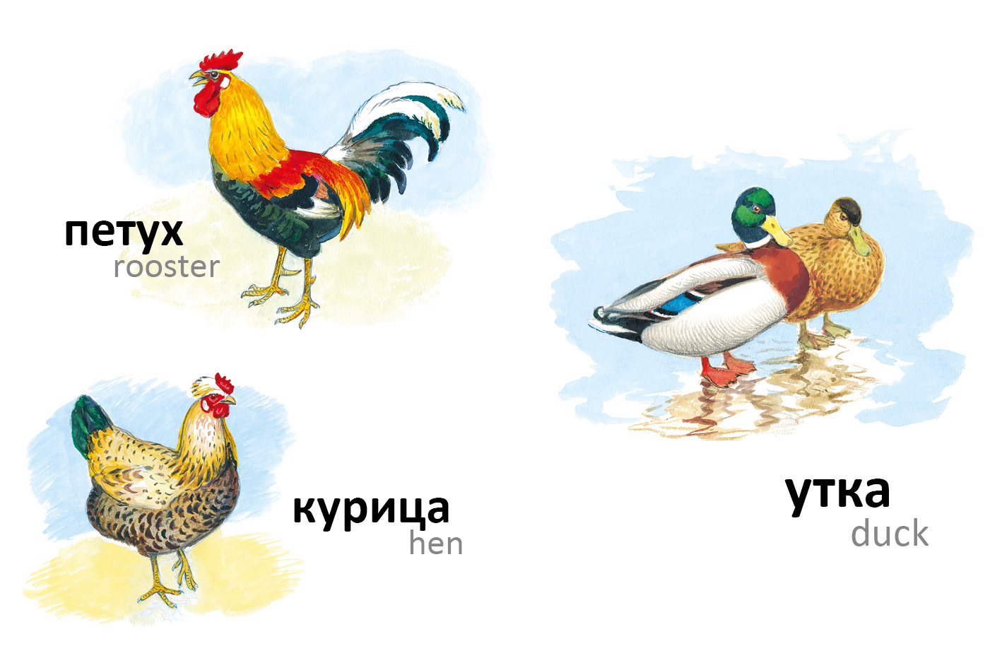 Домашние птицы для детей с названиями