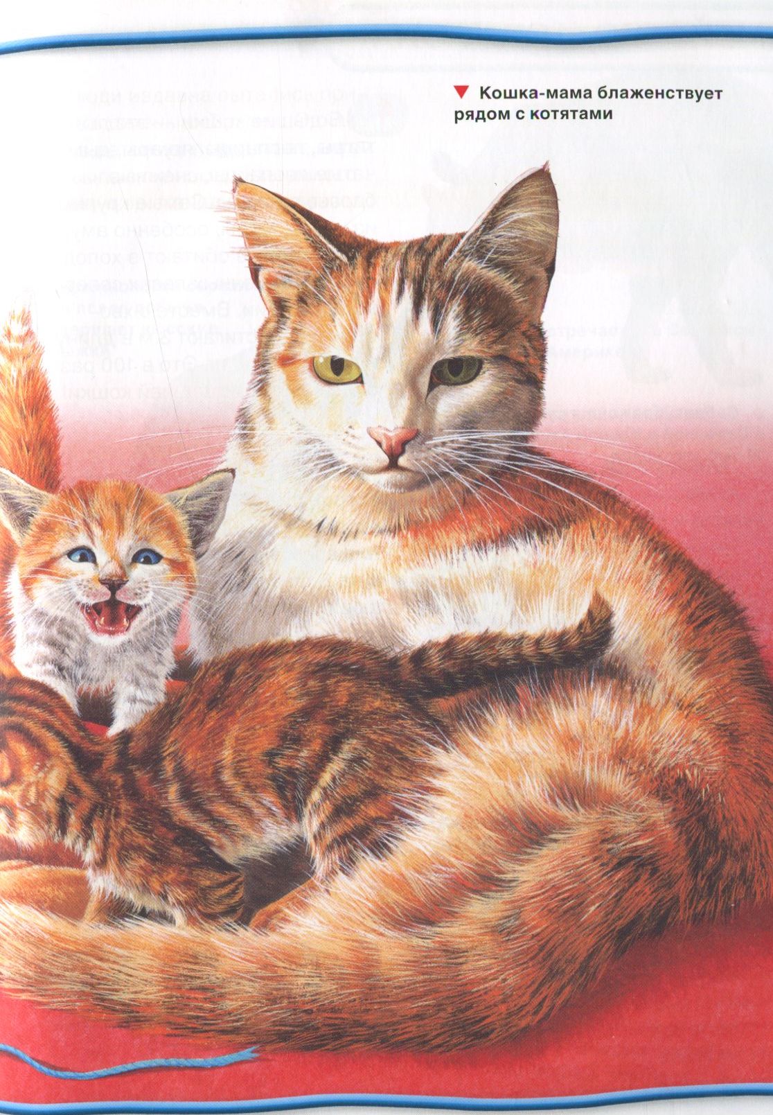 Мама кошка и котенок. Книги про кошек для детей. Кошки и котята книга. Книги о кошках для детей Художественные.