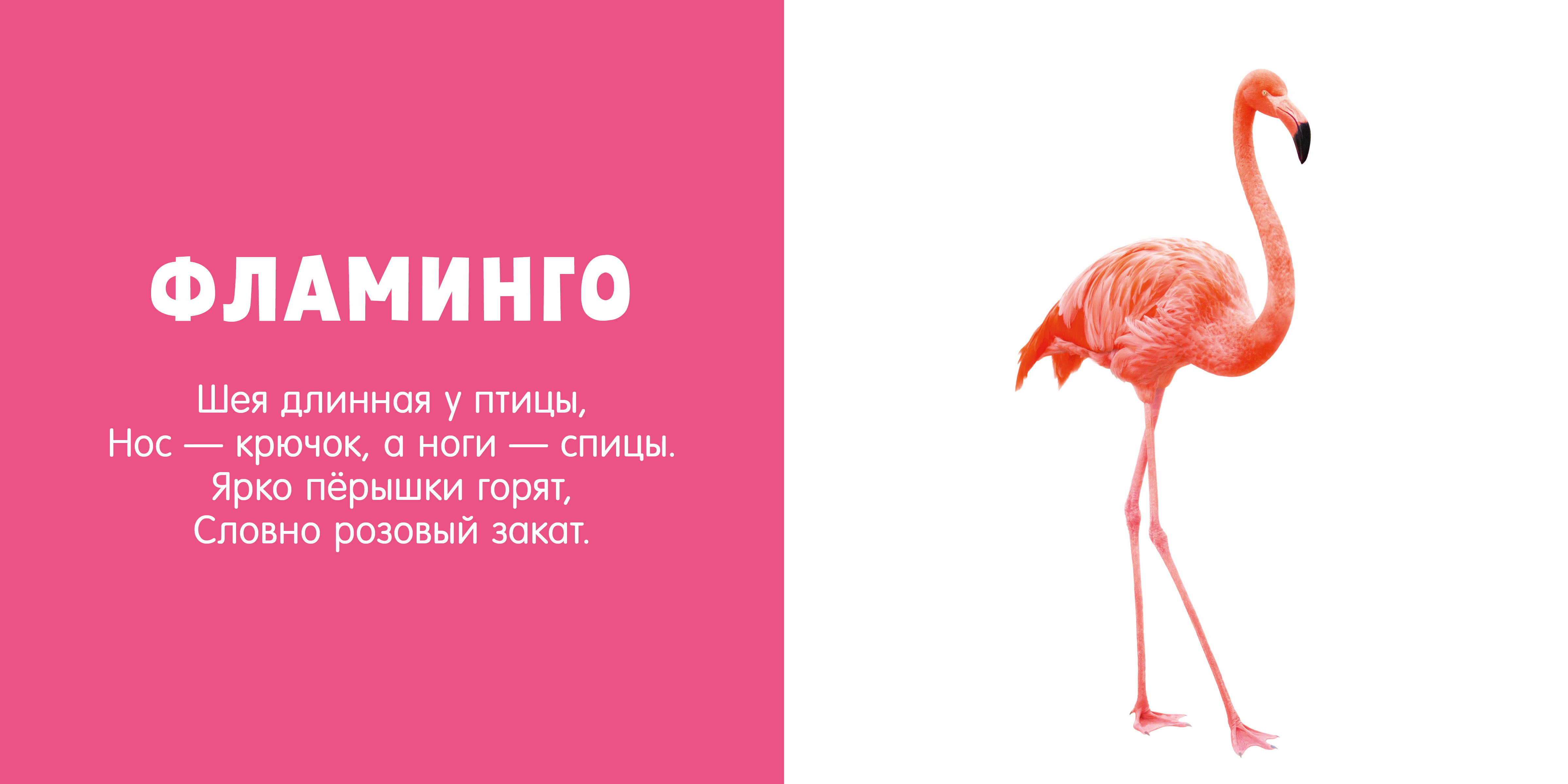 Стихи про розовые. Загадка про Фламинго. Стих про Фламинго для детей. Загадка про Фламинго для детей. Детские стихи про Фламинго.
