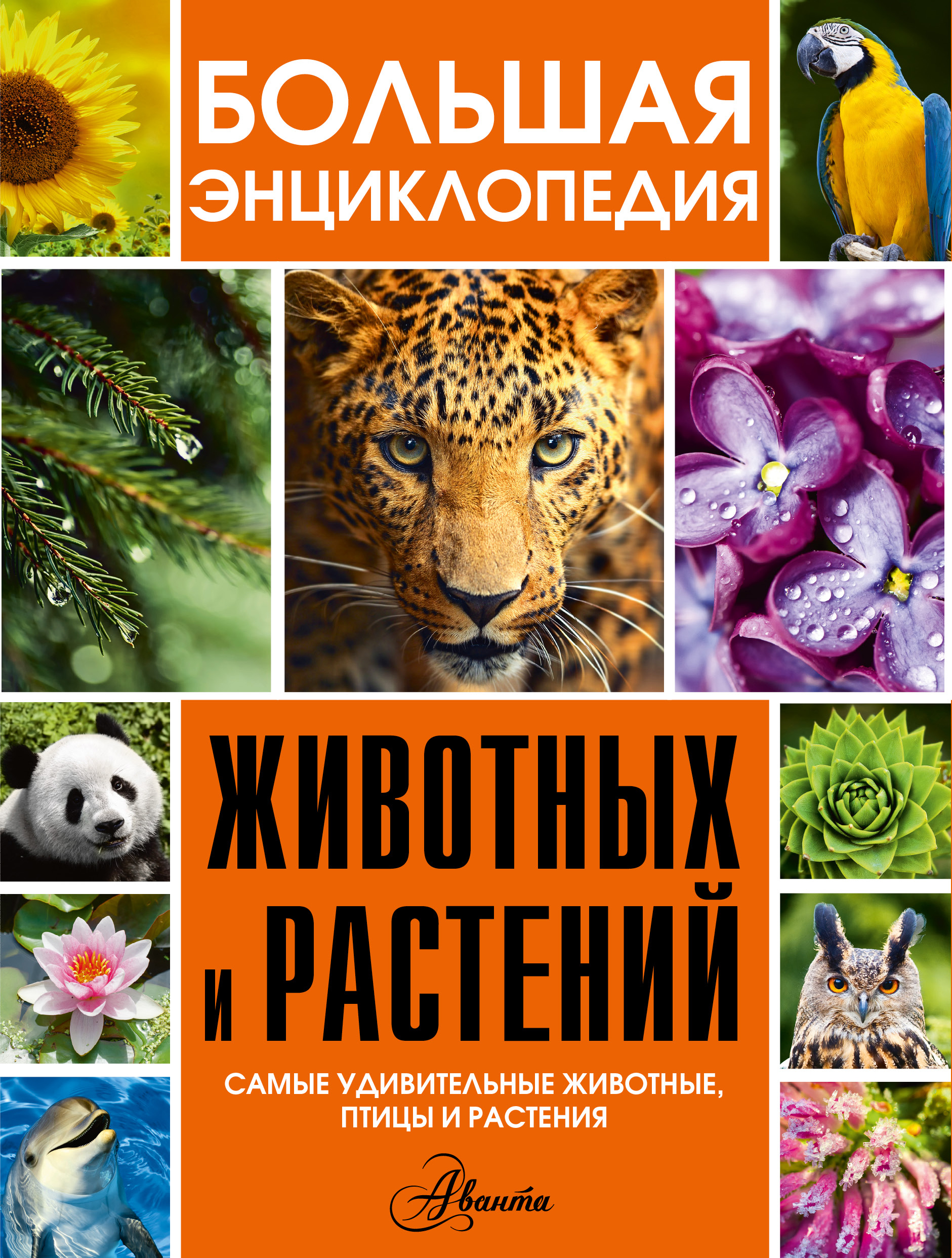 Книга самые самые животные. Большая энциклопедия животных и растений. Животные. Большая энциклопедия. Книга большая энциклопедия животных. Энциклопедия животный мир.