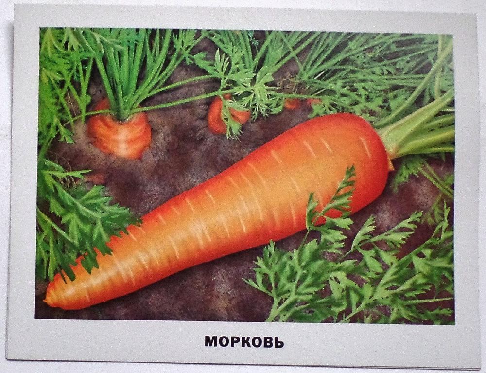 Включи морковочка. Карточка морковь. Карточки для детей морковь. Красивая морковка. Морковь с хвостиком.