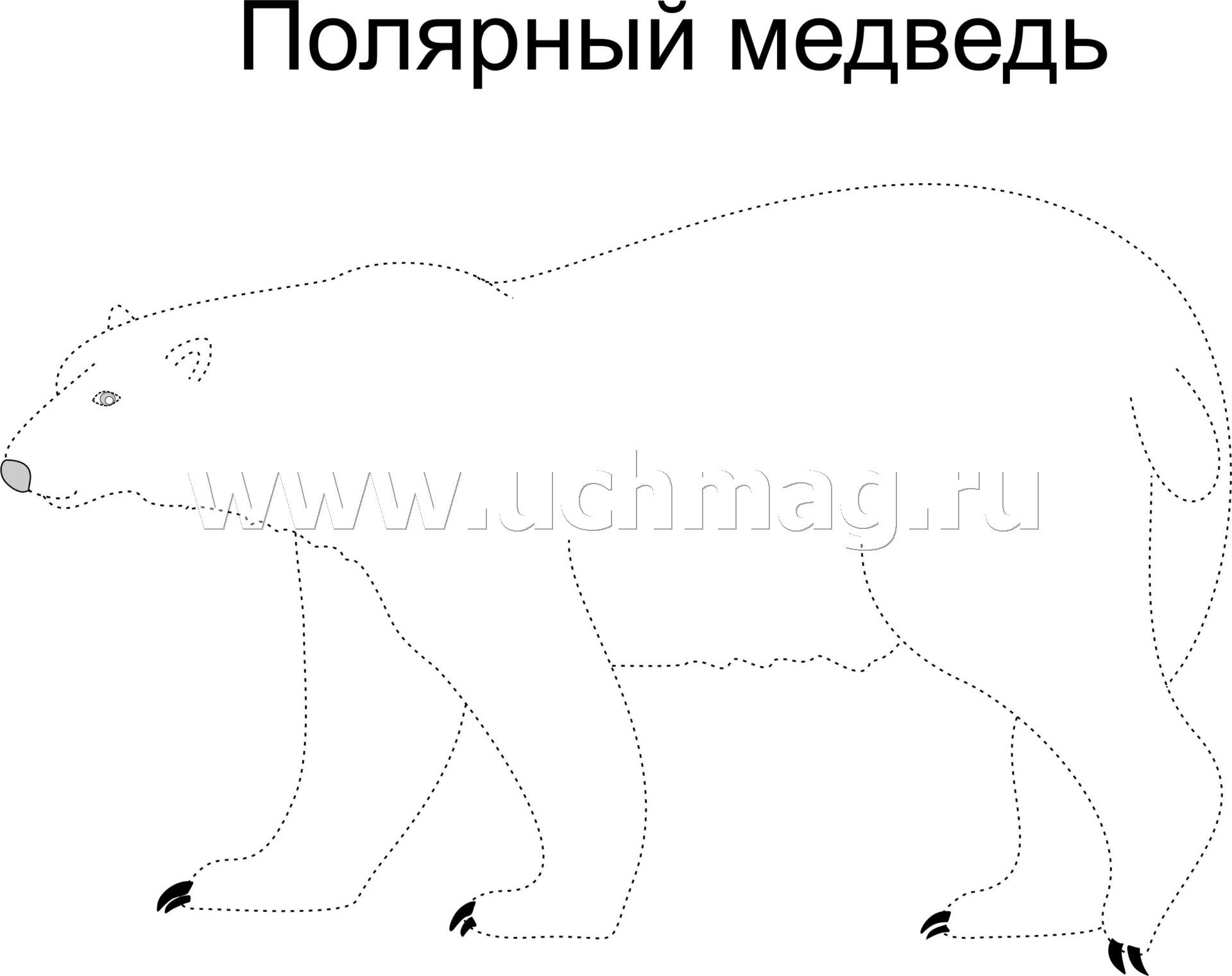 Обведи лишний рисунок в каждом ряду окружающий мир 1 класс белые медведи