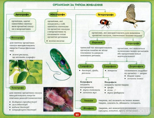 Миксотрофы. Миксотрофный Тип питания. Организмы миксотрофы.