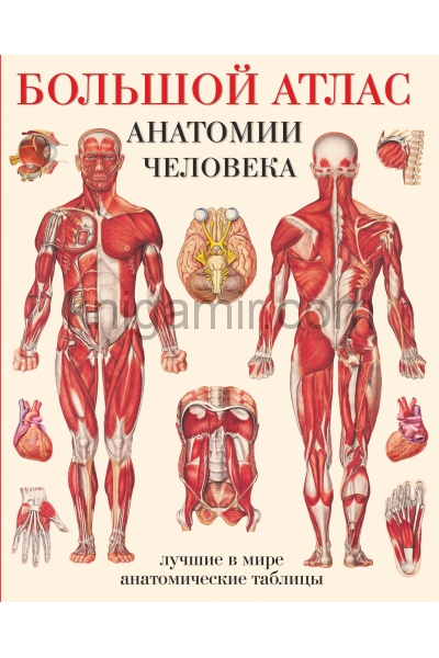обложка Большой атлас анатомии человека от интернет-магазина Книгамир