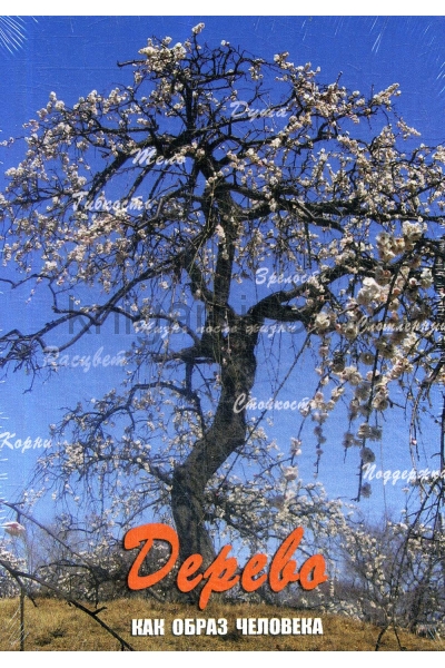 обложка Дерево как образ человека (Жесткая коробка) от интернет-магазина Книгамир