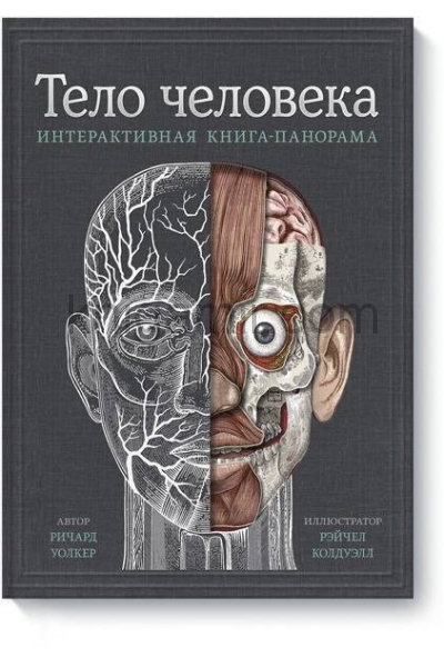 обложка Тело человека. Интерактивная книга-панорама от интернет-магазина Книгамир