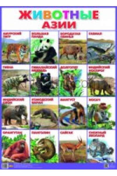 обложка Плакат "Животные Азии" (550х770) от интернет-магазина Книгамир