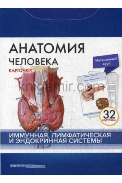 обложка Анатомия человека. Иммунная, лимфатическая и эндокринная системы (набор из 32 карточек) от интернет-магазина Книгамир