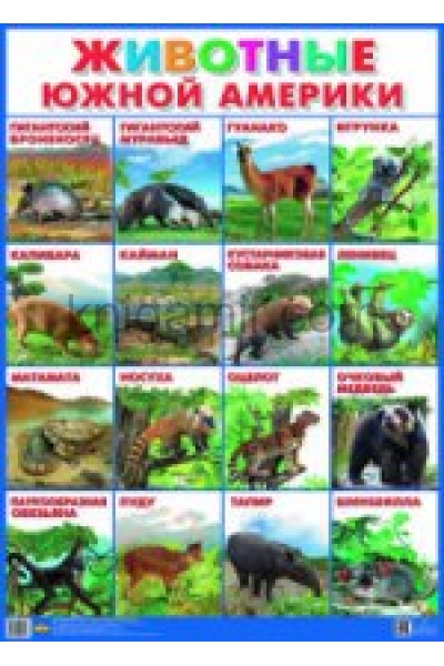 обложка Плакат "Животные Южной Америки" (550х770) от интернет-магазина Книгамир